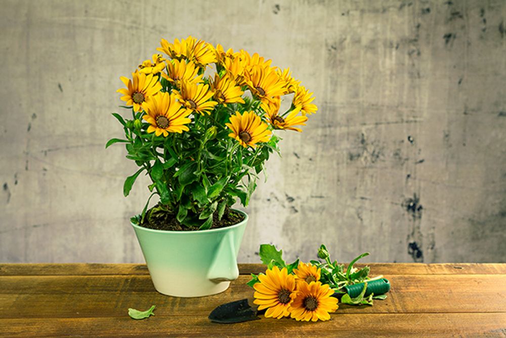 Design objects - Naso 2.0 bowl - DEDAL