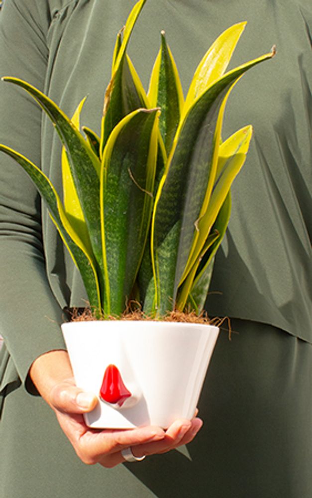 Design objects - Bowl Naso Red Nose - DEDAL