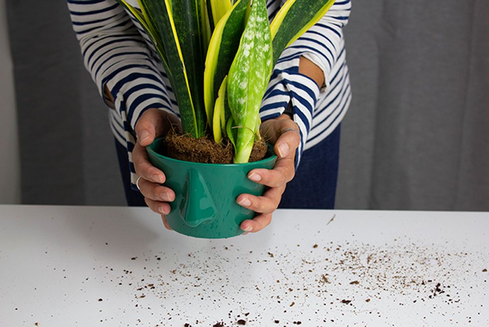 Garden accessories - Naso 1.0 Bowl - DEDAL