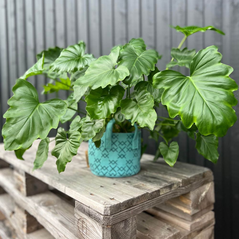 Flower pots - Pot & Cover - Sky Blue 3L - VILIKKALA