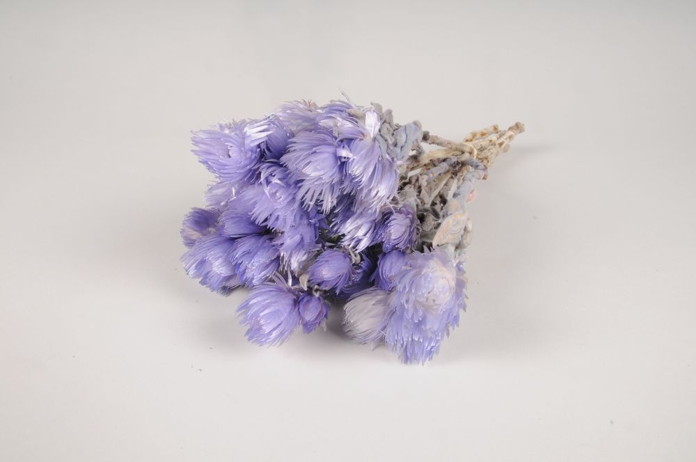 Floral decoration - Purple dried helichrysum vestitum - LE COMPTOIR.COM