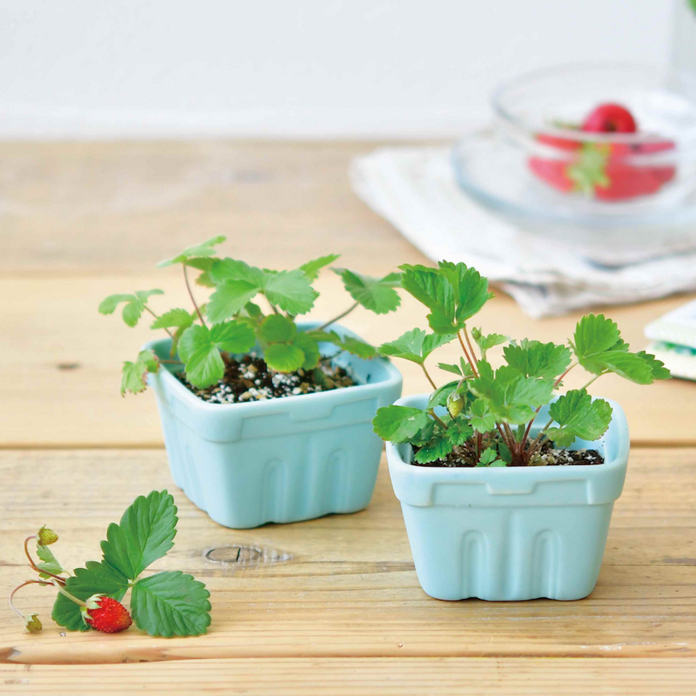 Accessoires de jardinage - Kit à cultiver - Berry Happy - NOTED