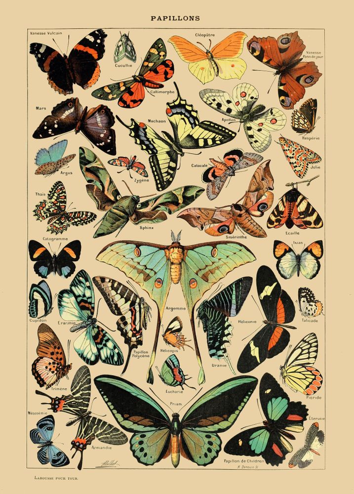 Affiches - Poster Vintage Papillons - Millot - ESQUE