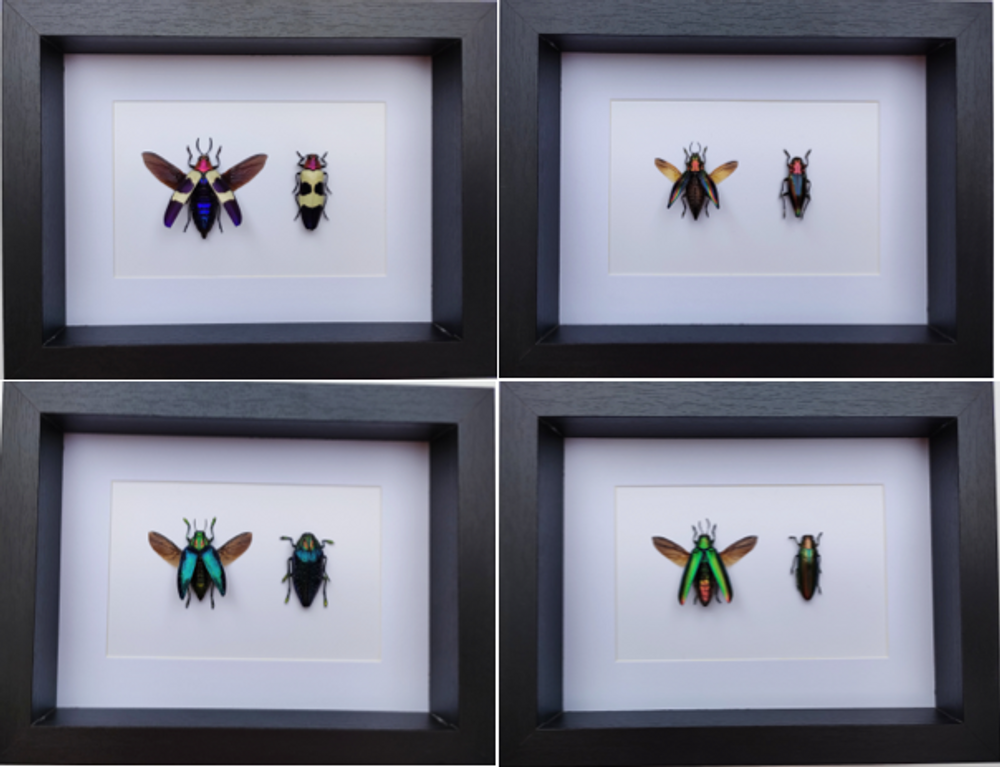 Objets de décoration - Cadres entomologiques, papillons, insectes, cabinet de curiosités - METAMORPHOSES
