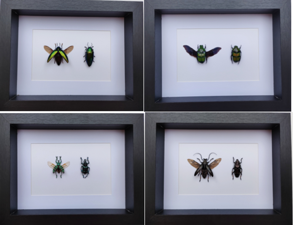Objets de décoration - Cadres entomologiques, papillons, insectes, cabinet de curiosités - METAMORPHOSES