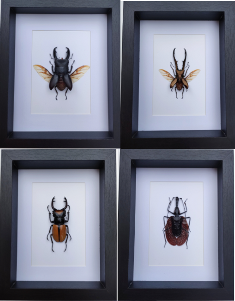 Objets de décoration - Cadres entomologiques, papillons, insectes, cabinet de curiosités - METAMORPHOSES