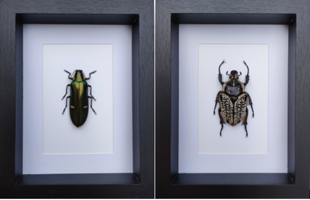 Objets de décoration - Cadres entomologiques, papillons, insectes, cabinet de curiosités - METAMORPHOSES