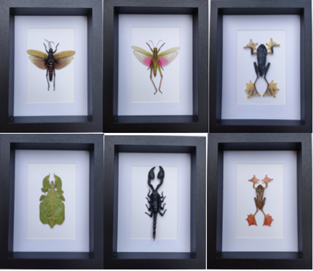 Objets de décoration - Cadres entomologiques, papillons, insectes, cabinet de curiosités - METAMORPHOSES