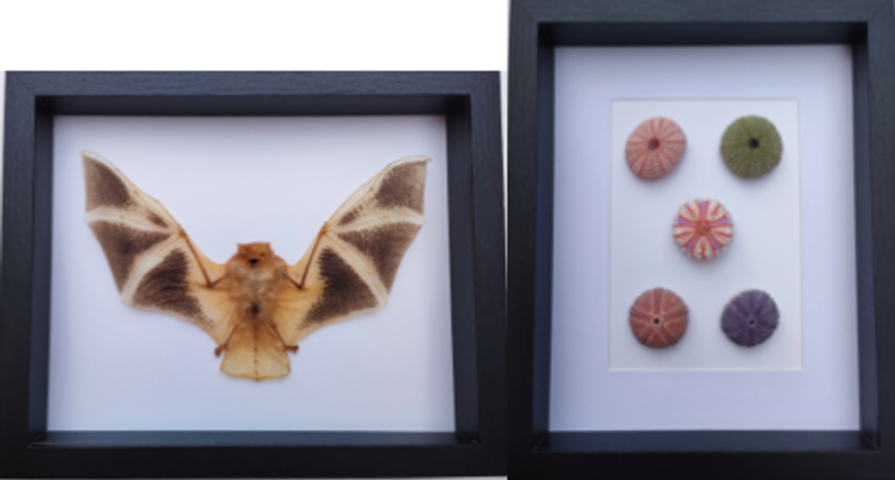 Objets de décoration - Cadres entomologiques, papillons, insectes, cabinet de curiosités - METAMORPHOSES