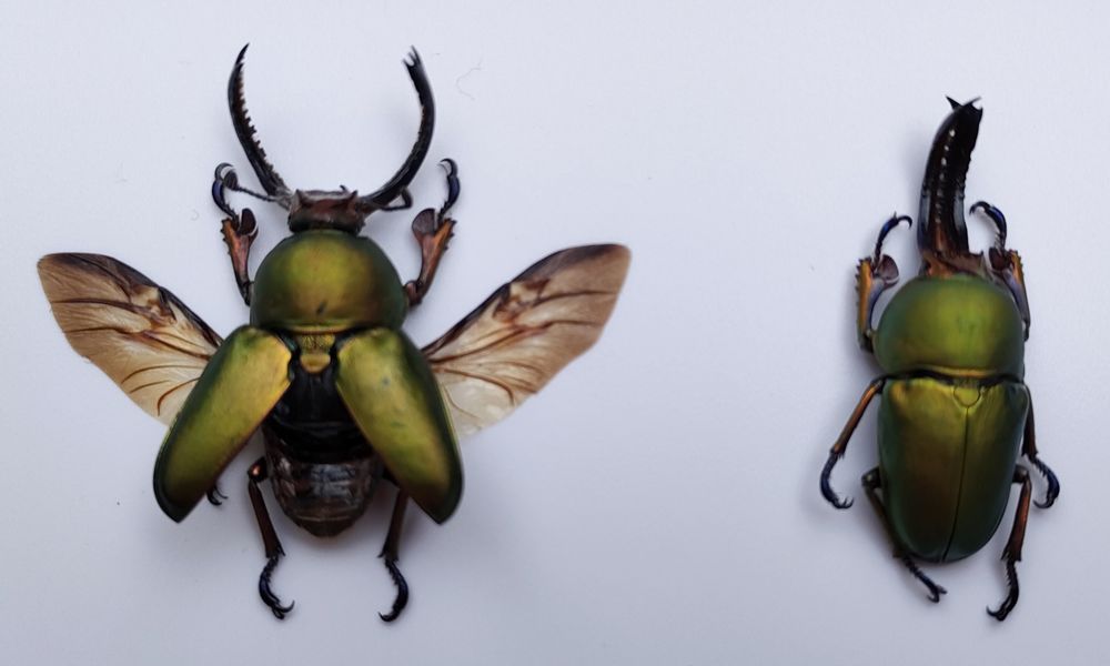 Objets de décoration - Cadres entomologiques, papillons, insectes, cabinet de curiosités - METAMORPHOSES