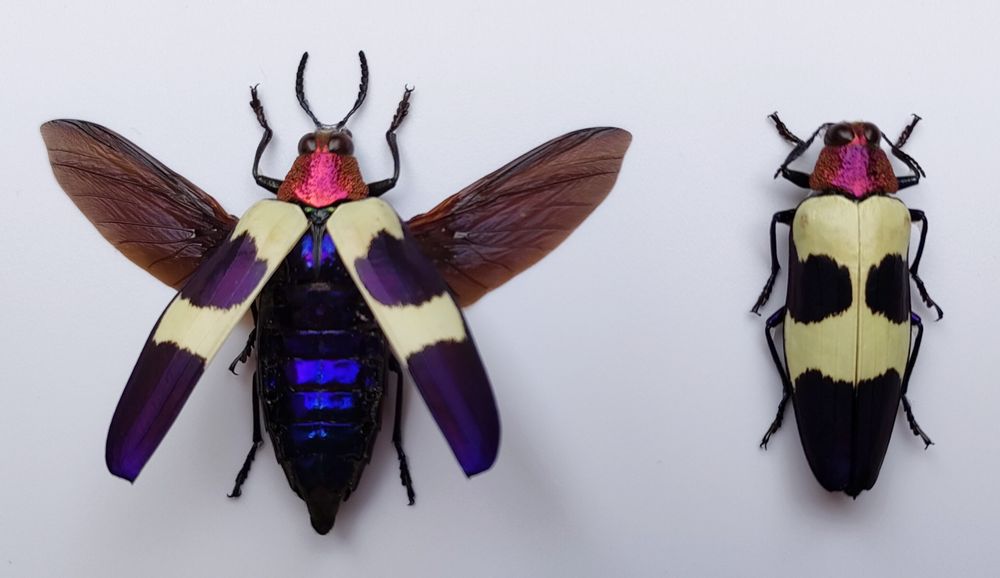Objets de décoration - Cadres entomologiques, papillons, insectes, cabinet de curiosités - METAMORPHOSES