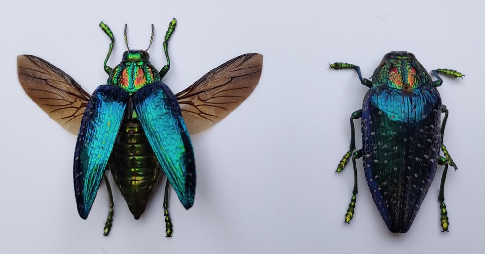 Objets de décoration - Cadres entomologiques, papillons, insectes, cabinet de curiosités - METAMORPHOSES