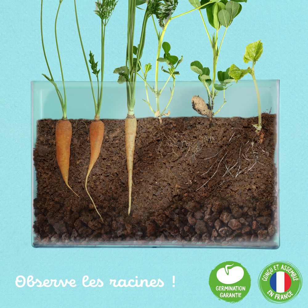 Garden accessories - Vivarium - Observation of roots and earthworms - RADIS ET CAPUCINE