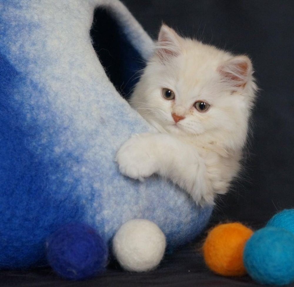 Accessoires animaux - Cocon ou grotte pour chats. - COCOON PARIS