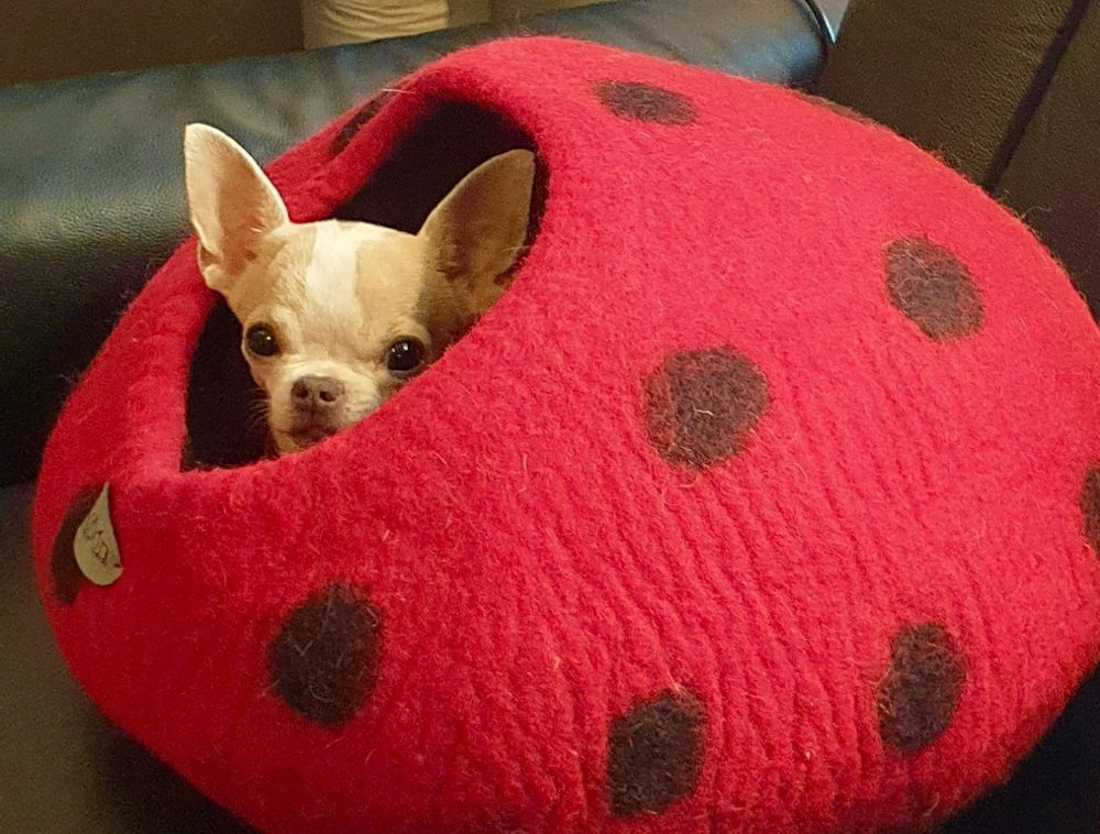 Accessoires animaux - Cocon ou grotte pour chats en laine feutrée - COCOON PARIS