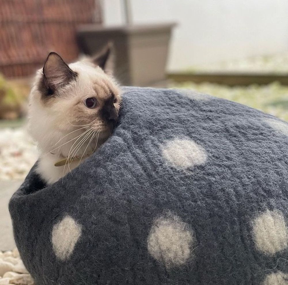Accessoires animaux - Cocon ou grotte pour chats en laine feutrée - COCOON PARIS