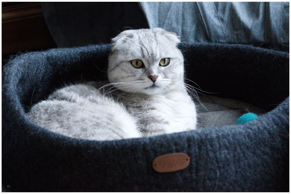 Autres tapis - Panier pour chats et chiens , couchage pour chats et chiens , dodo pour chats et chiens , lit pour chats et chiens. - COCOON PARIS