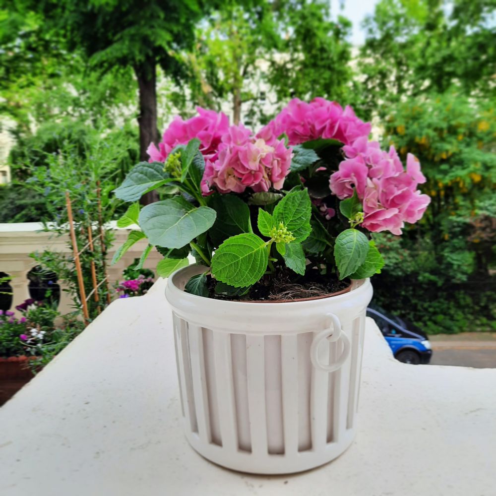 Flower pots - Openwork Empire planter with interior - BOURG-JOLY MALICORNE