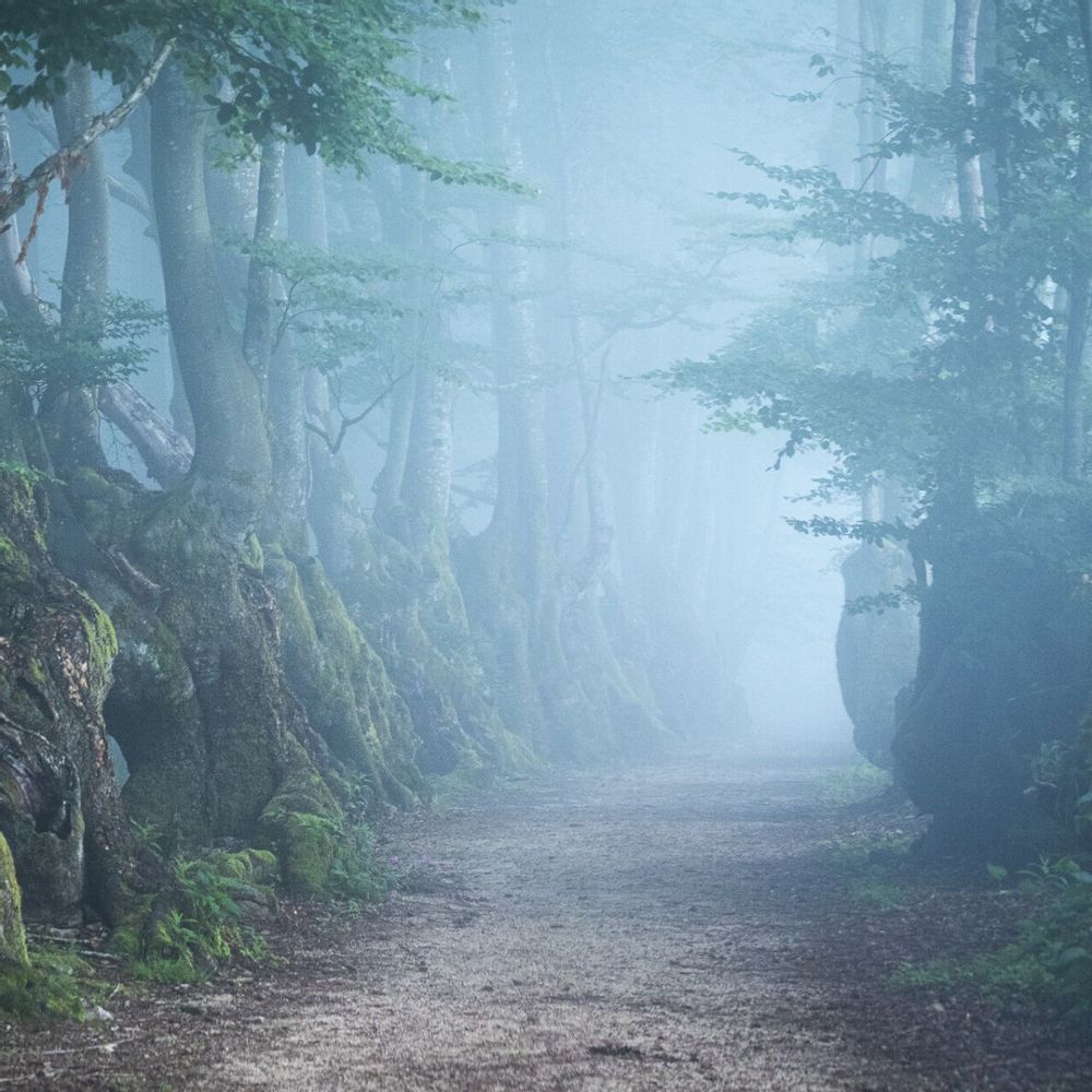 Art photos - Photography - Avenue of the Giants - L'ATELIER DES CREATEURS
