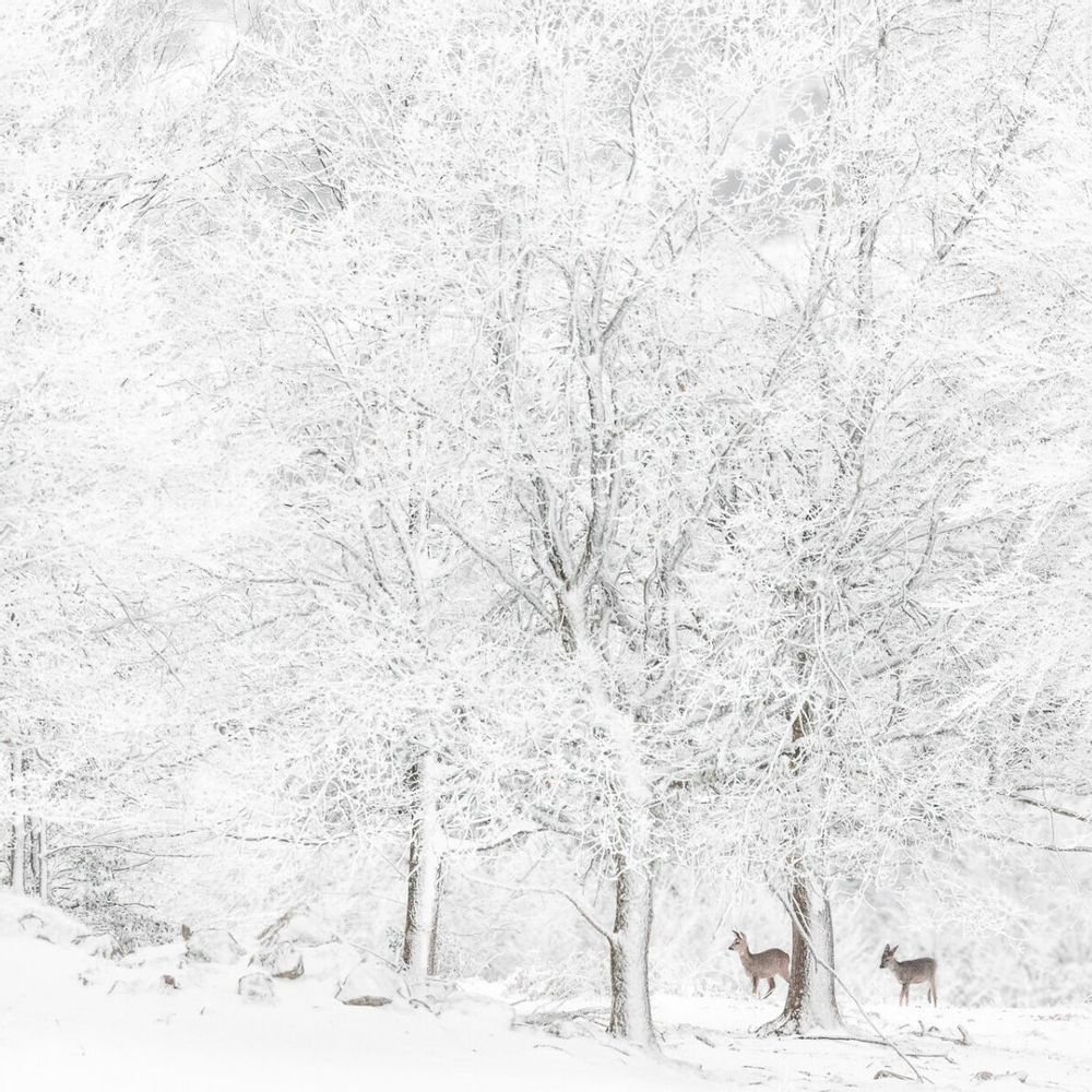 Art photos - Photography - Deer - L'ATELIER DES CREATEURS