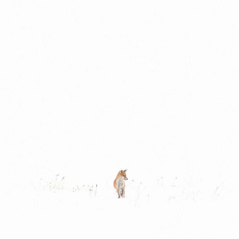 Art photos - Photography - Winter Encounter - L'ATELIER DES CREATEURS