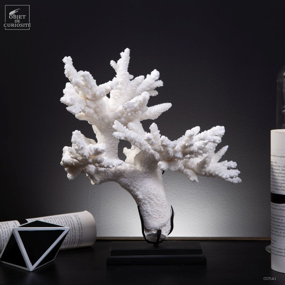 Decorative objects - Discover our objects for your black and white atmosphere. - OBJET DE CURIOSITÉ