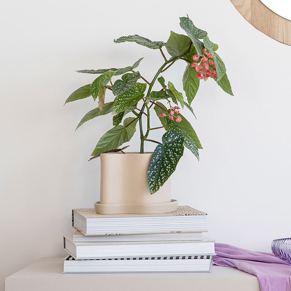 Pottery - Silhouette pot w/saucer - STENCES