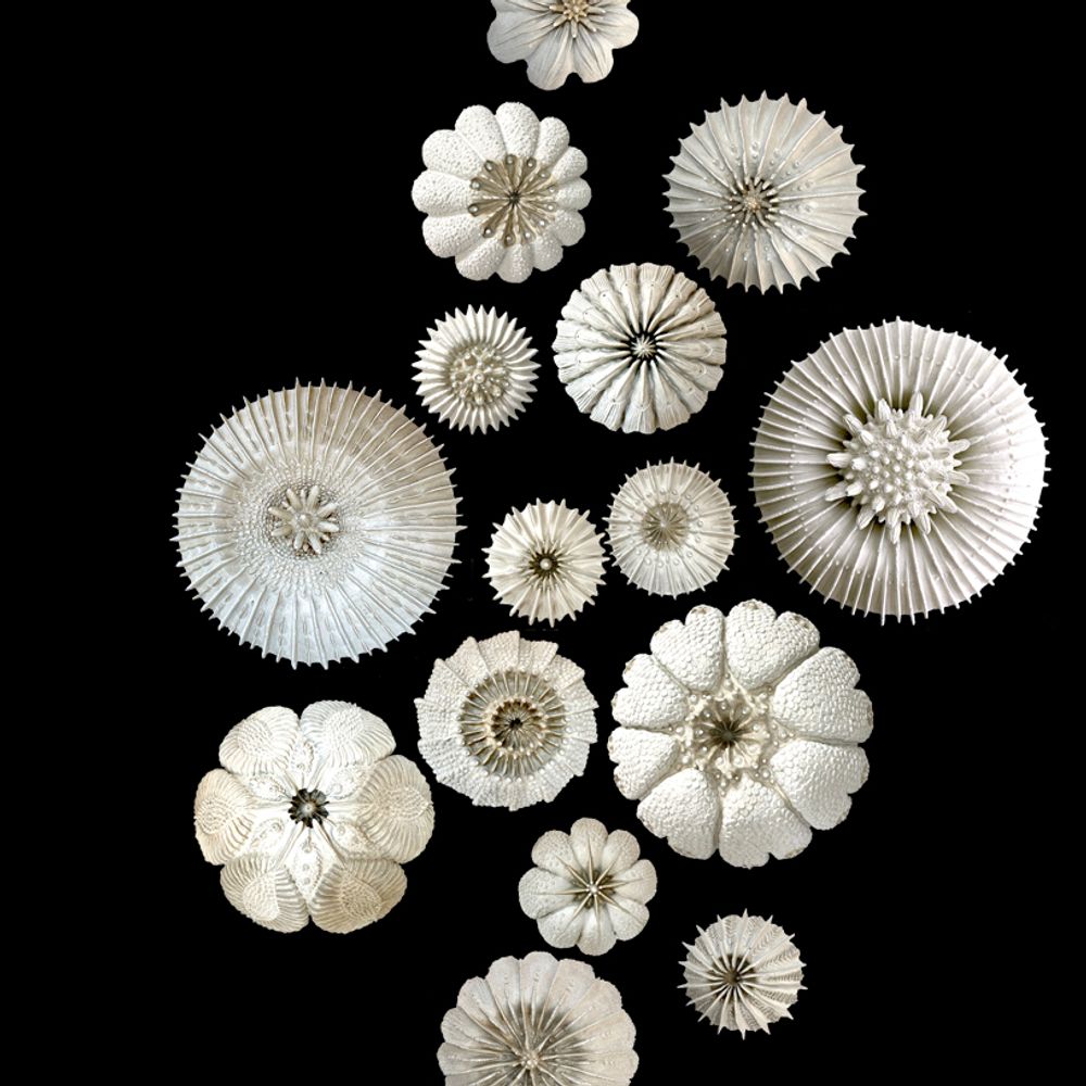 Decorative objects - KORALS wall decoration - VERO REATO