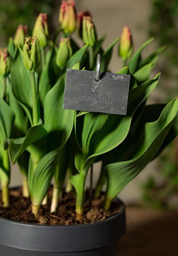 Accessoires de jardinage - Garden tools : outils de jardin, tabliers, pots à rempoter, voiles d'hivernage, gants de jardin - ESSCHERT DESIGN