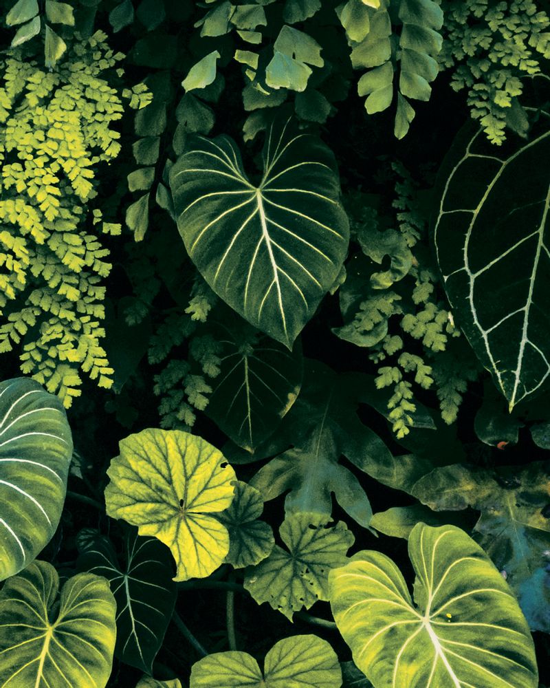 Wallpaper - VEGETA wallpaper - LGD01 DECOR MURAL SUR MESURE