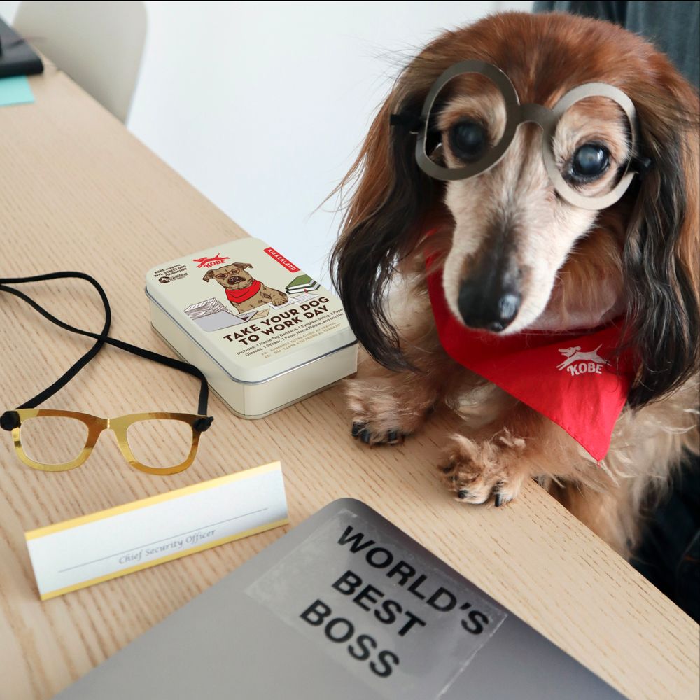 Accessoires animaux - BOÎTE JOUR DE BUREAU KOBE - KIKKERLAND