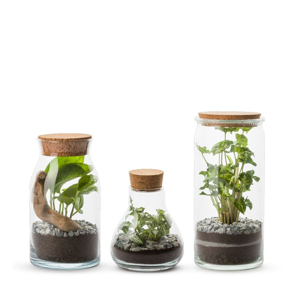Objets de décoration - COLLECTION TERRARIUM - NATURALYS