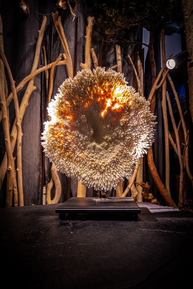 Objets de décoration - corail et coquillage - DECO-NATURE