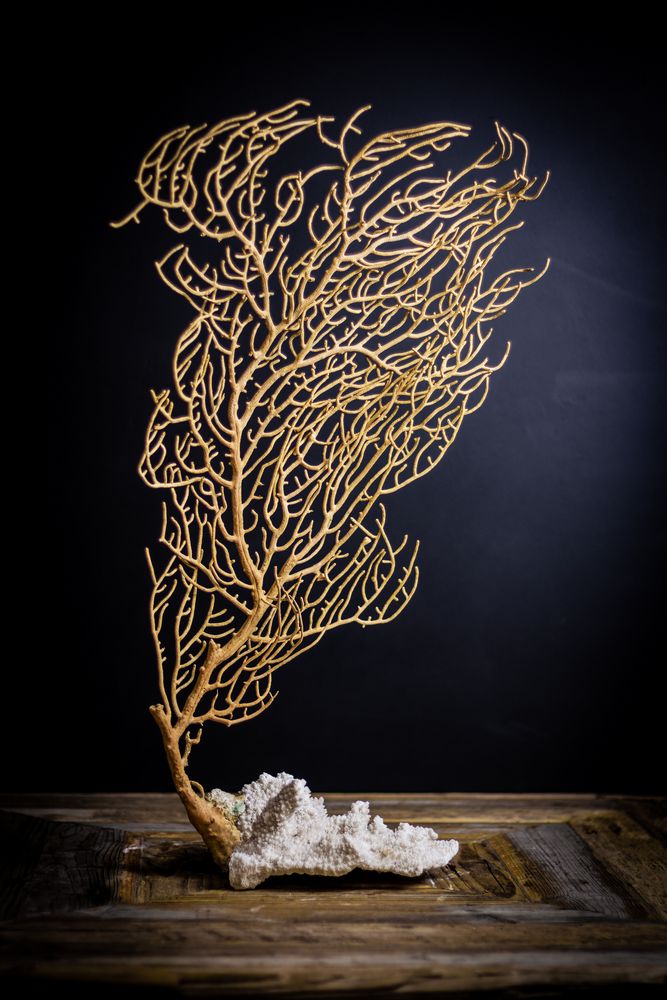 Objets de décoration - corail et coquillage - DECO-NATURE