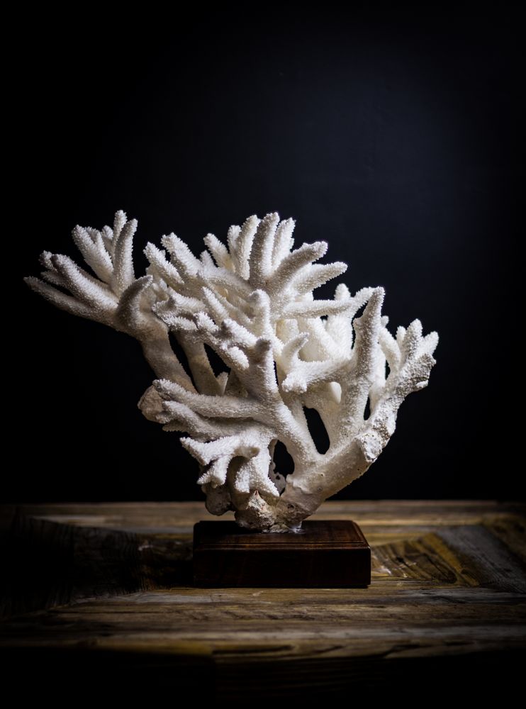 Objets de décoration - corail et coquillage - DECO-NATURE