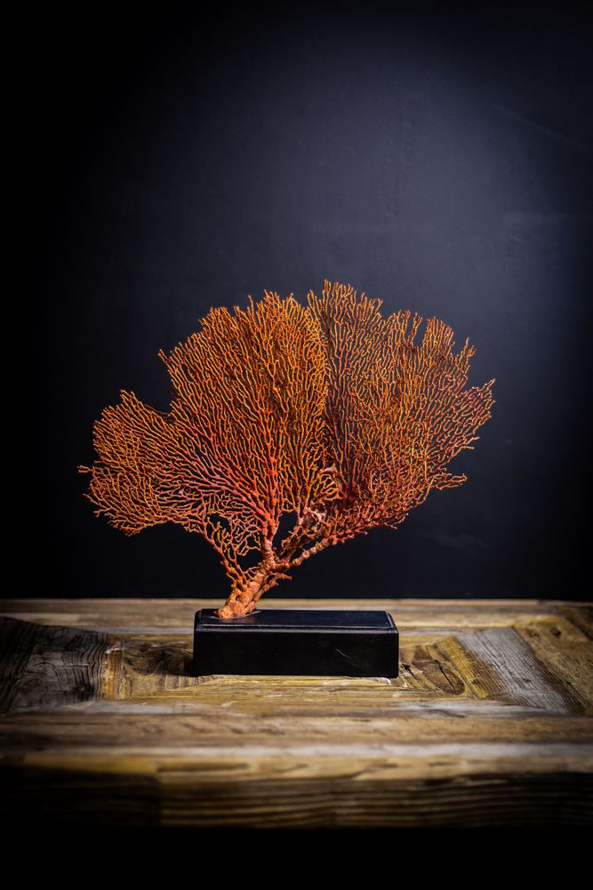 Objets de décoration - corail et coquillage - DECO-NATURE