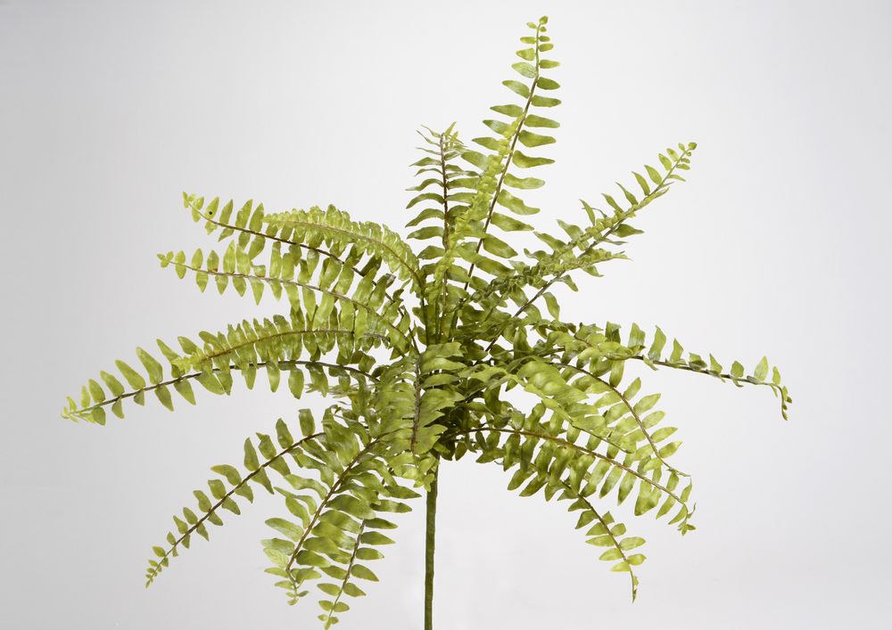 Floral decoration - Fern - LOU DE CASTELLANE - artificial plants and flowers - LOU DE CASTELLANE