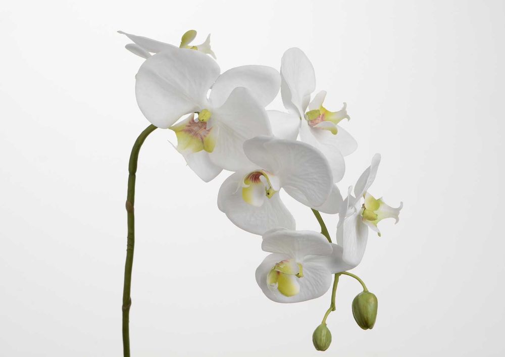 Floral decoration - ORCH PHALAE YUKIMAI H62 - LOU DE CASTELLANE - artificial plants and flowers - LOU DE CASTELLANE