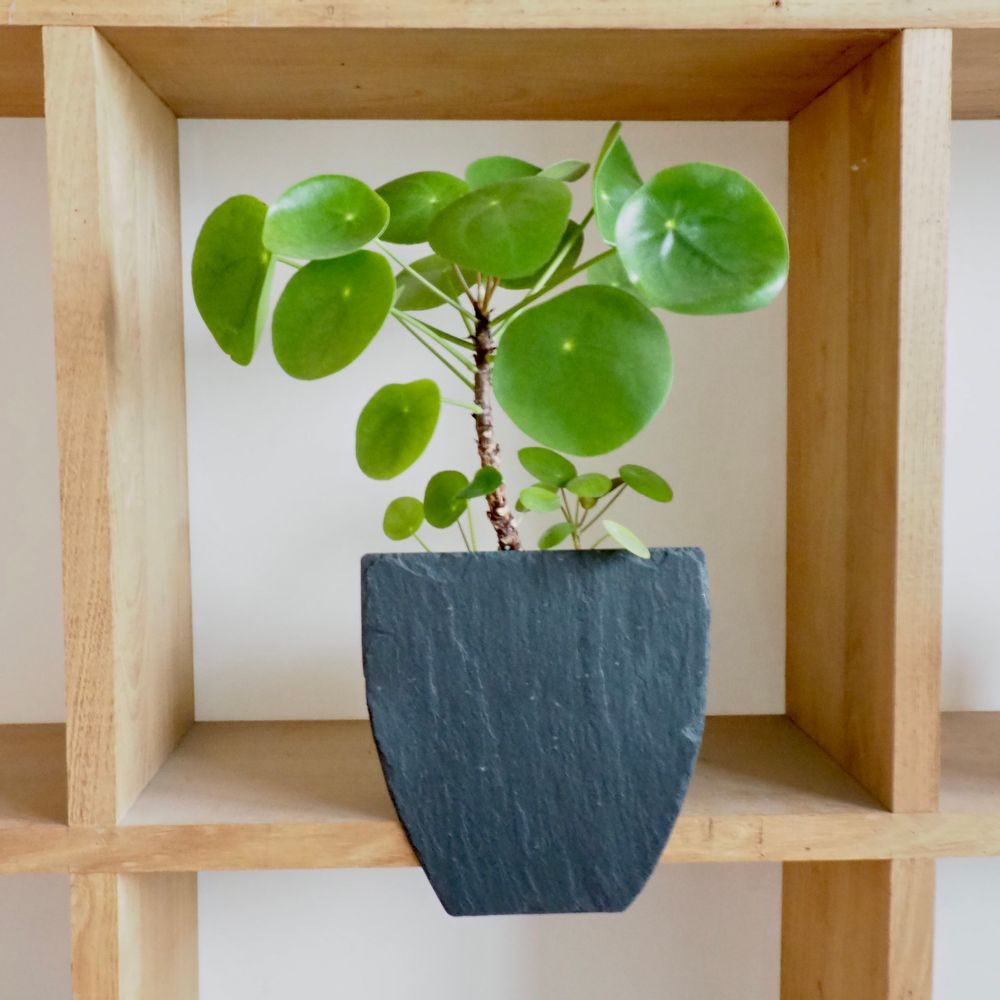 Window boxes - Natural slate planters to stand on - LE TRÈFLE BLEU