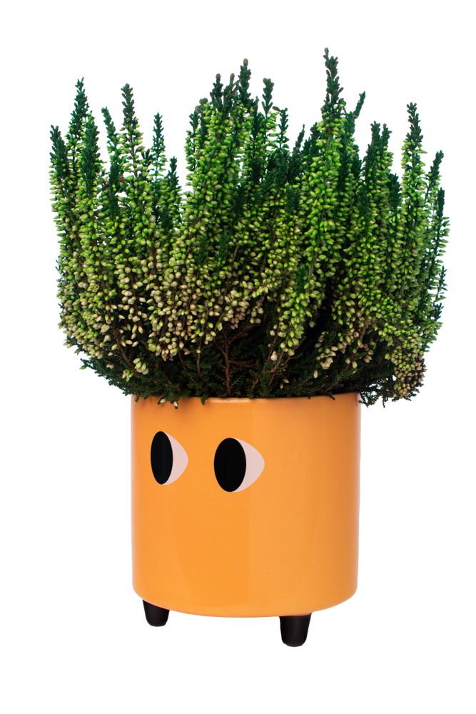 Décorations florales - POT DE FLEURS YEUX - FISURA