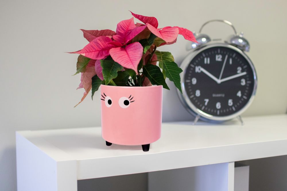 Décorations florales - POT DE FLEURS YEUX - FISURA
