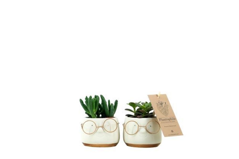 Objets de décoration - Mini Succulents dans un pot visage avec Lunettes - blanc/doré - small - PLANTOPHILE