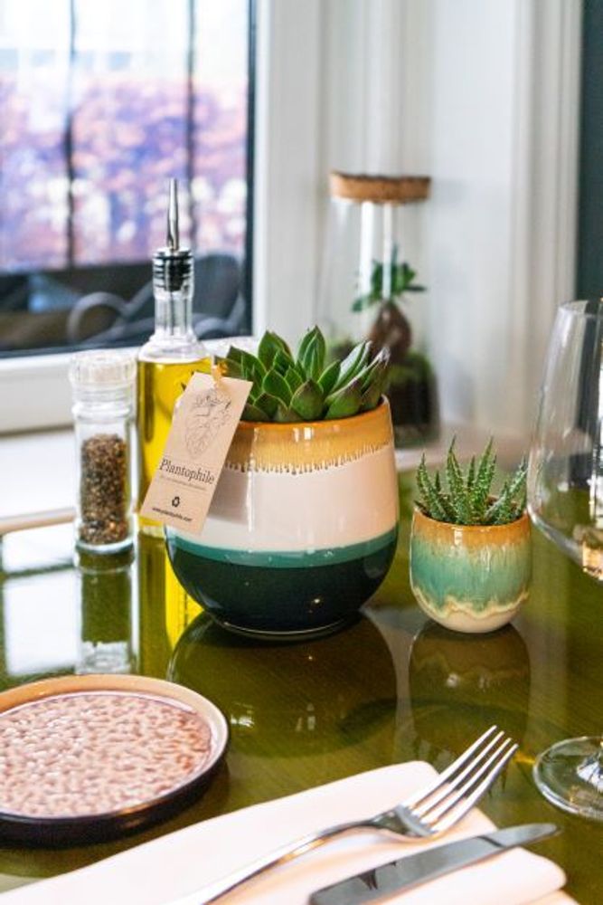 Objets de décoration - Mini Succulents mix avec cache-pot Seventies - assortiment 4 couleurs - small - PLANTOPHILE