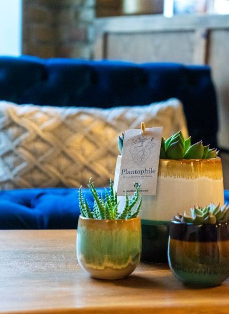 Objets de décoration - Mini Succulents mix avec cache-pot Seventies - assortiment 4 couleurs - small - PLANTOPHILE