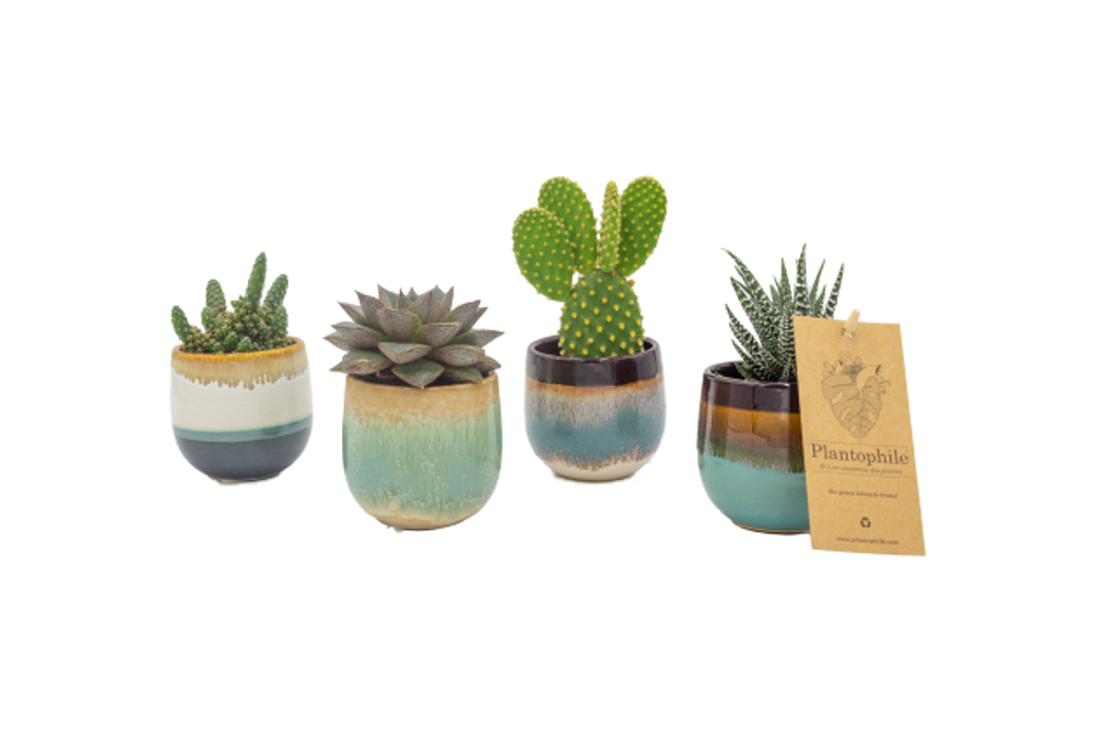 Objets de décoration - Mini Succulents mix avec cache-pot Seventies - assortiment 4 couleurs - small - PLANTOPHILE