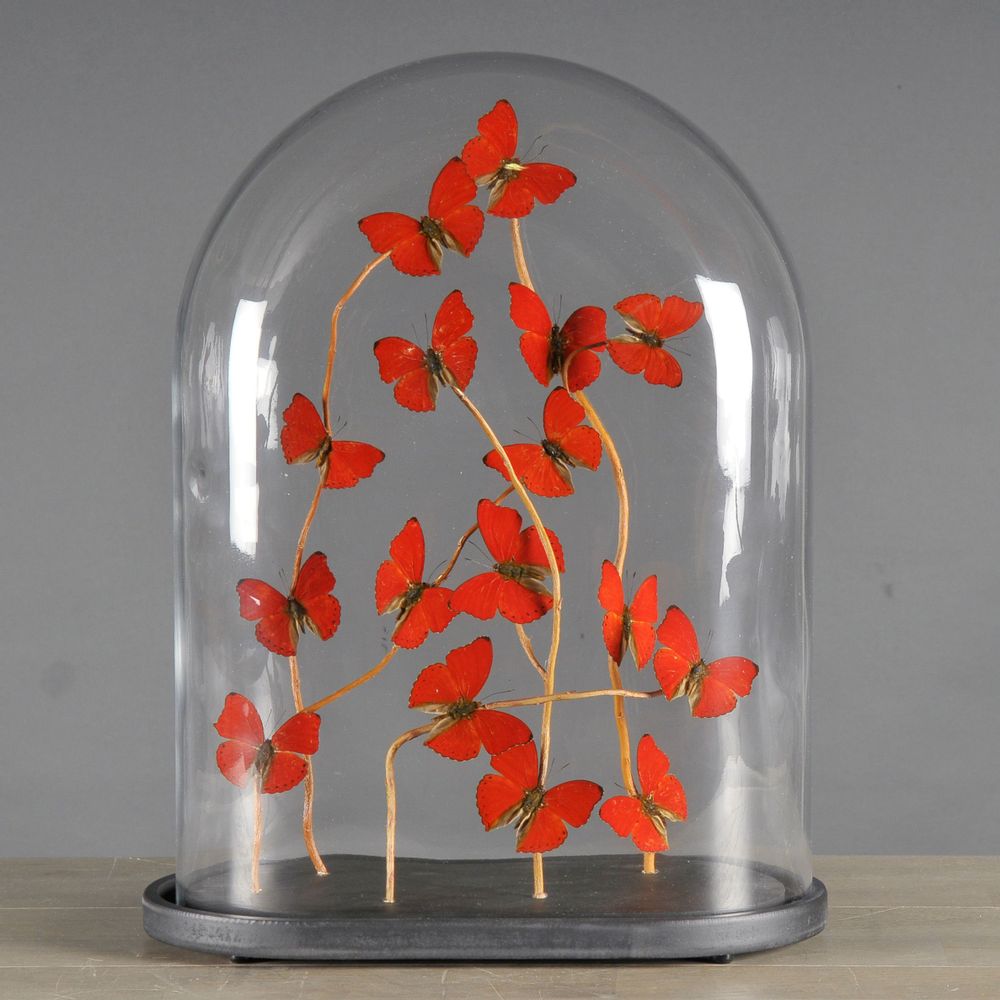 Decorative objects - Oval Glass Globe with Red Butterflies - ATELIERS C&S DAVOY