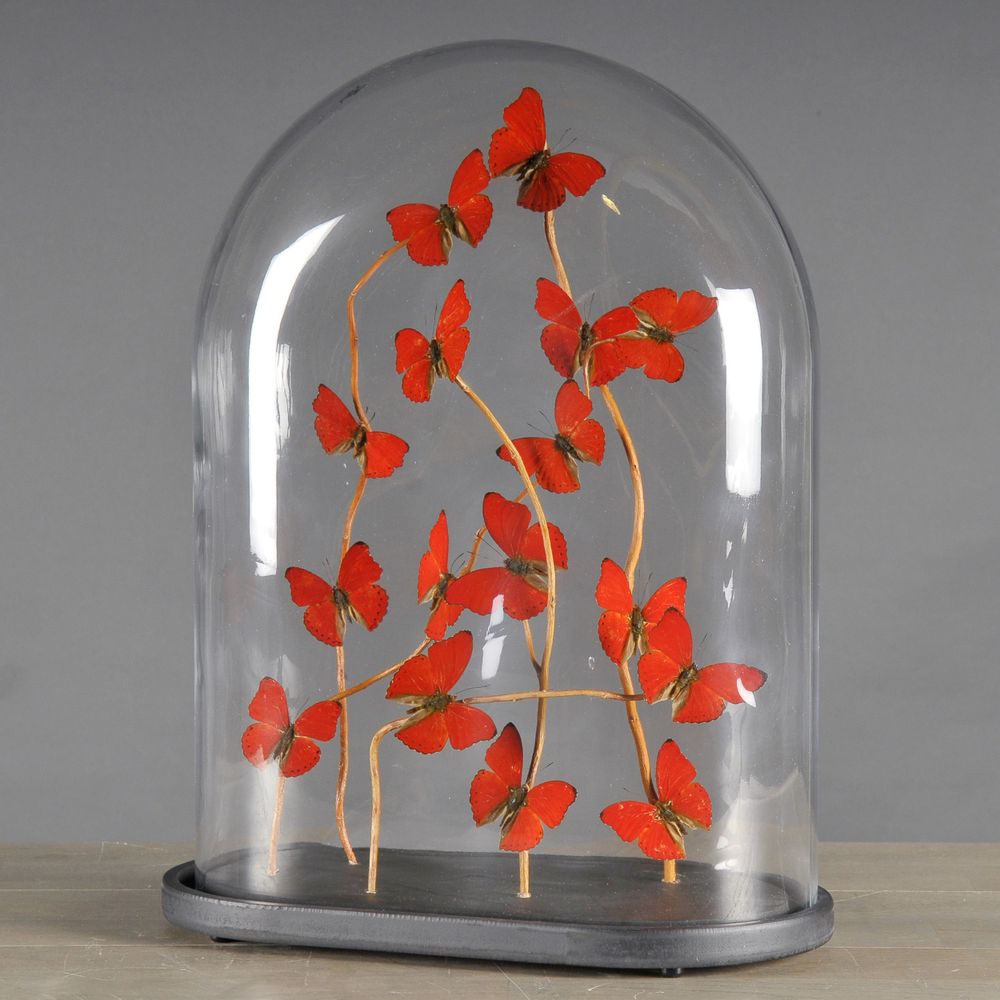 Decorative objects - Oval Glass Globe with Red Butterflies - ATELIERS C&S DAVOY
