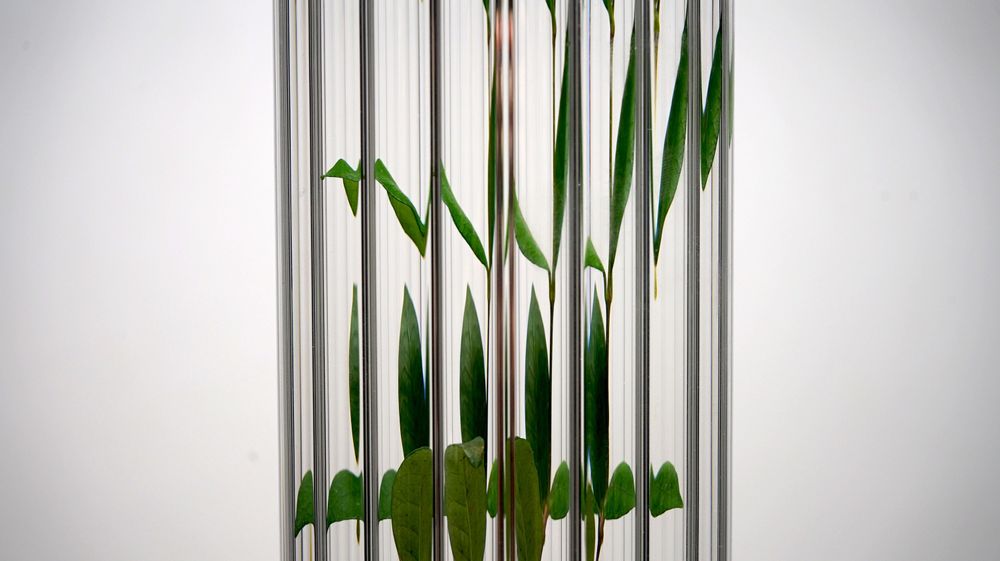 Vases - Naxos - KANZ