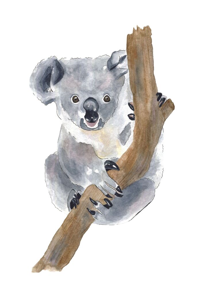 Poster - Eli The Koala - Frame kids watercolor illustration - LES AQUARELLES DE MARLENE