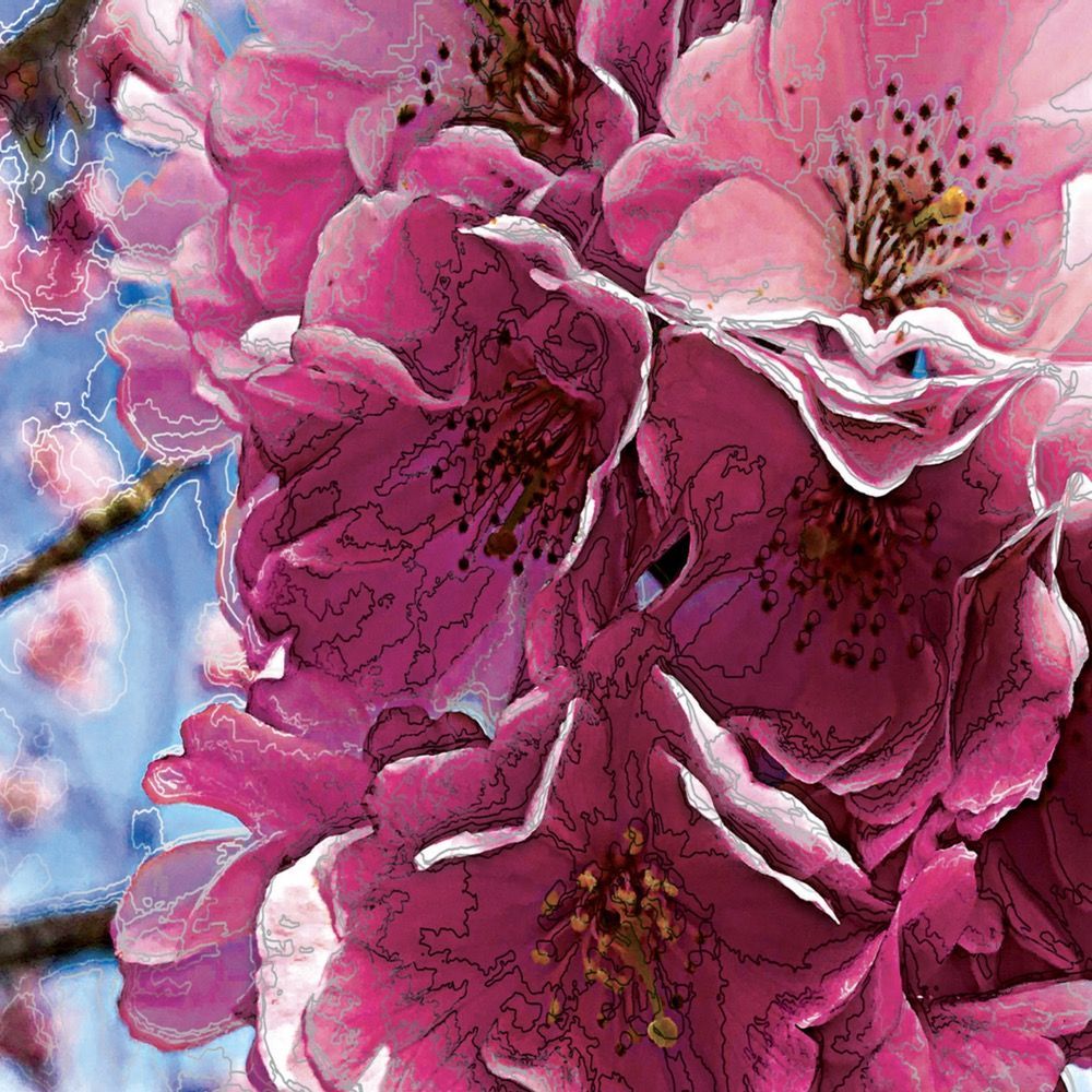 Affiches - Objet décoration : Illustration Fleurs - SI.D